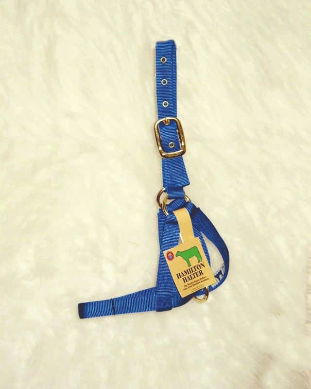 Calf Turn Out Halter 1In Blue