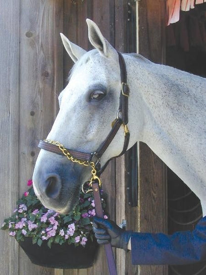 Nunn Finer Leather Shank Horse Brn