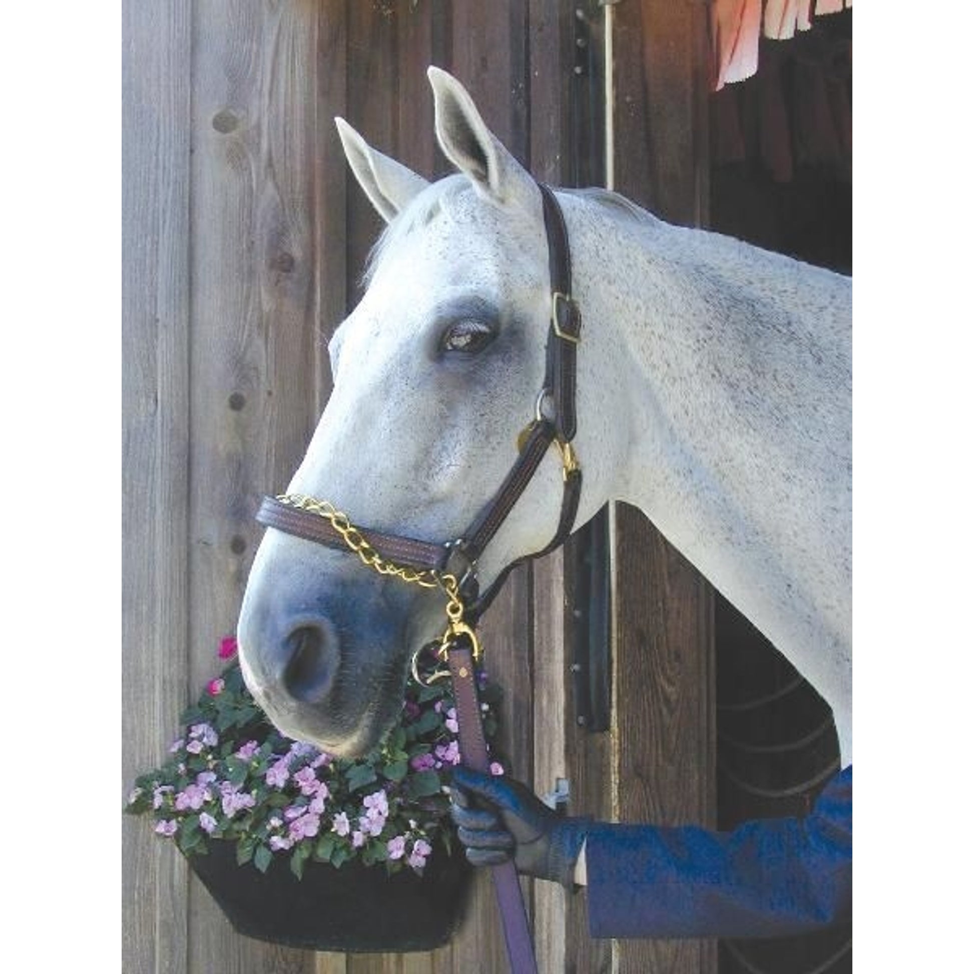 Nunn Finer Leather Shank Horse Brn