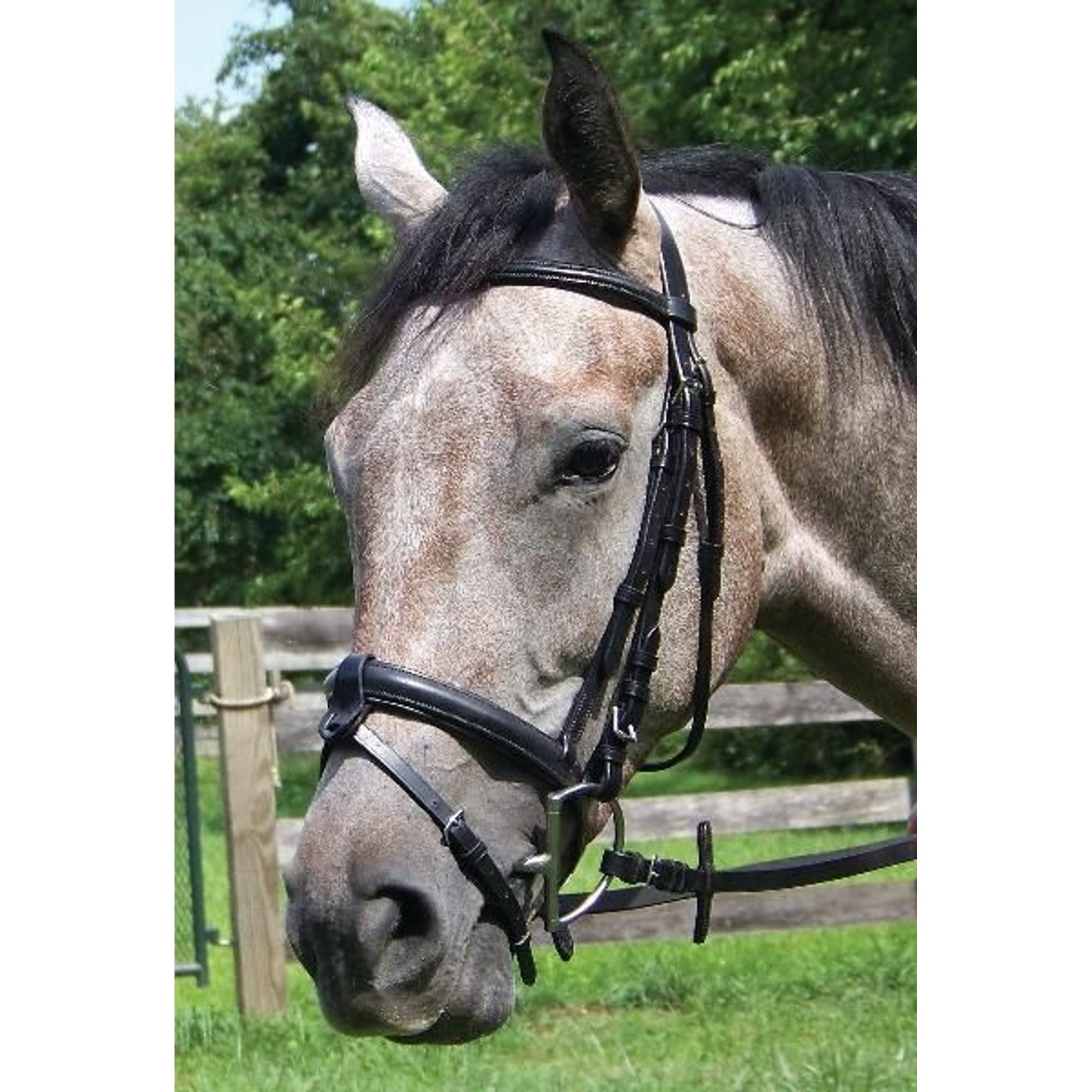 Shannon Raised Padded Snaffle Bridle