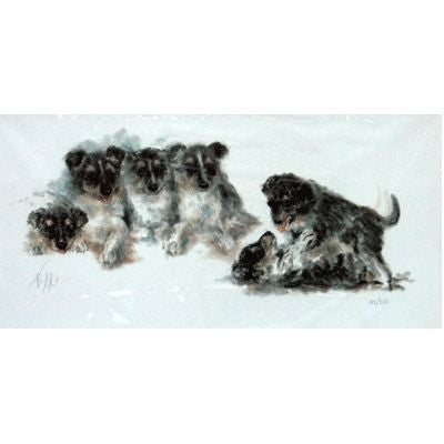Border Collie Puppies By Nikki 16x10