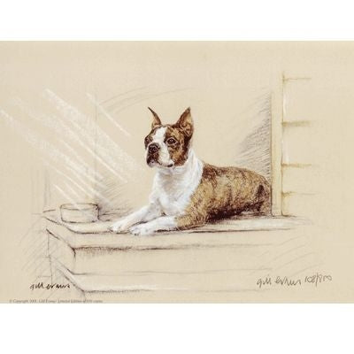 Boston Terrier By Gill Evans 12.75x10.75