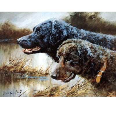 Curly Coated Retriever By Mick Cawston 12.25 x8.75