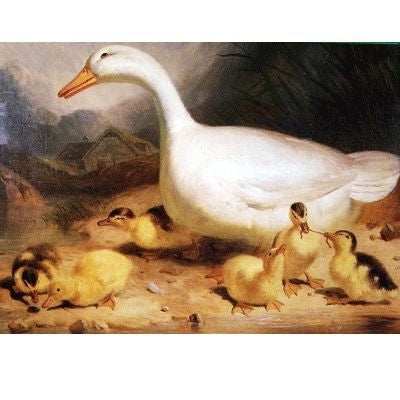 Duck-Ducklings Blank Greeting Cards - 6 Pack 5x7