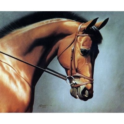 Horses - Ready to Dance - 6 Pack 6 Pack
