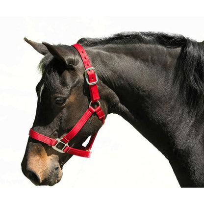 Nylon Halter Cob Navy