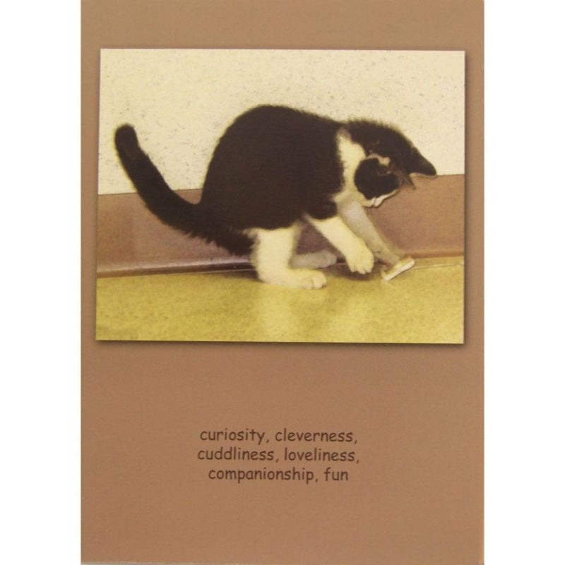 Sympathy Cat Curiosity Cleverness Cards 6 Pack