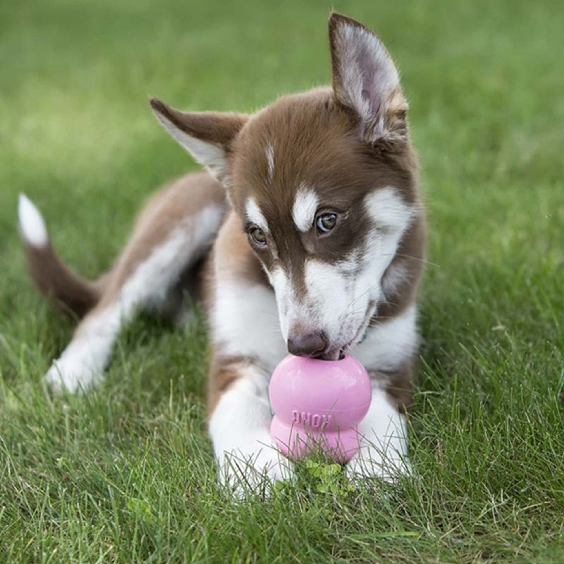 KONG Puppy Easy Treat