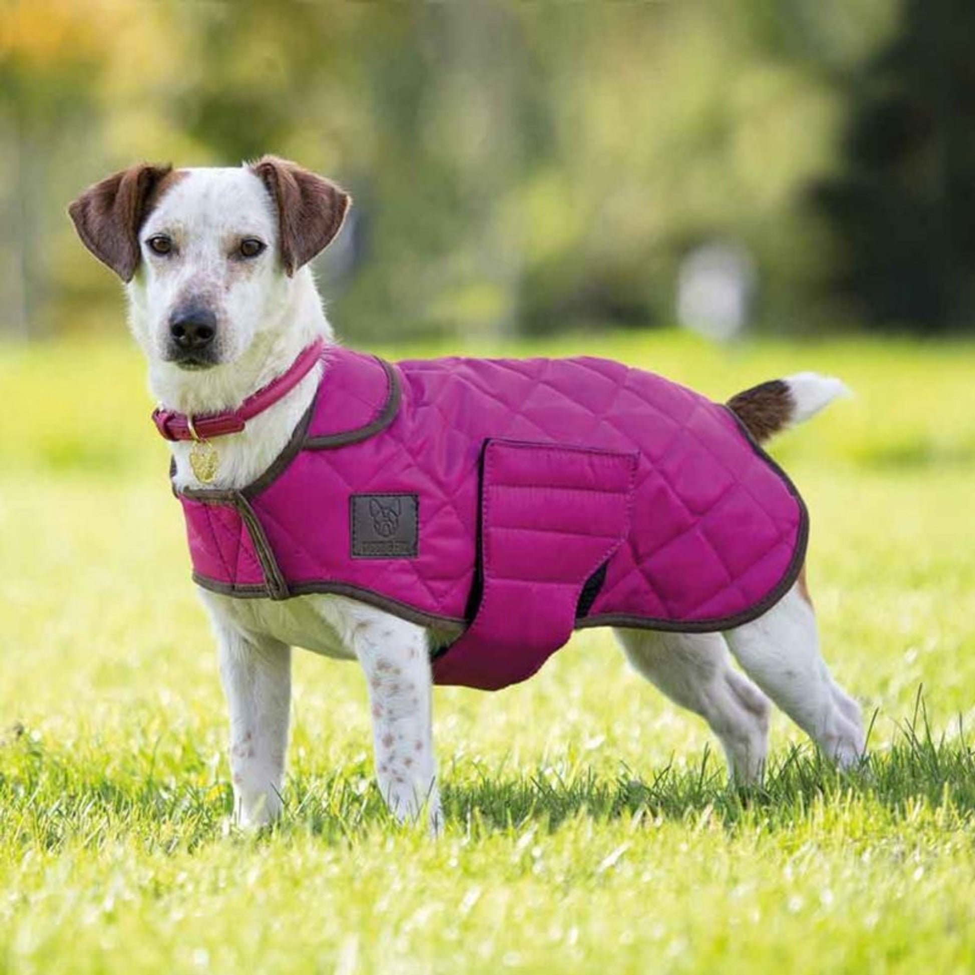 Shires Quilted Dog Coat