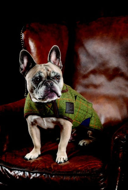 Shires Digby Fox Tweed Dog Coat