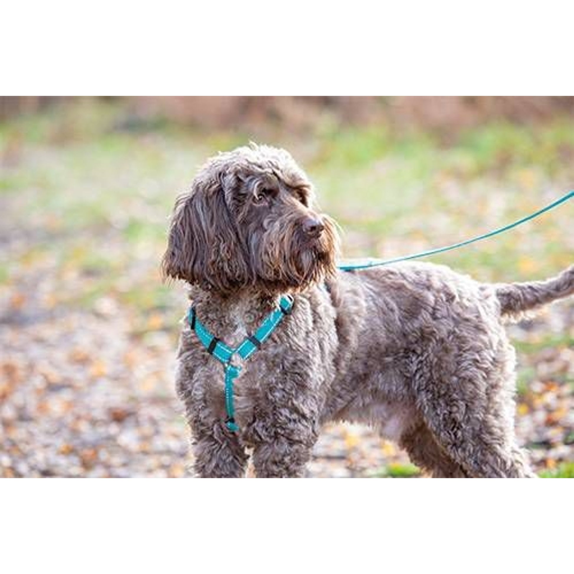 Shires Digby Fox Webbing Dog Harness