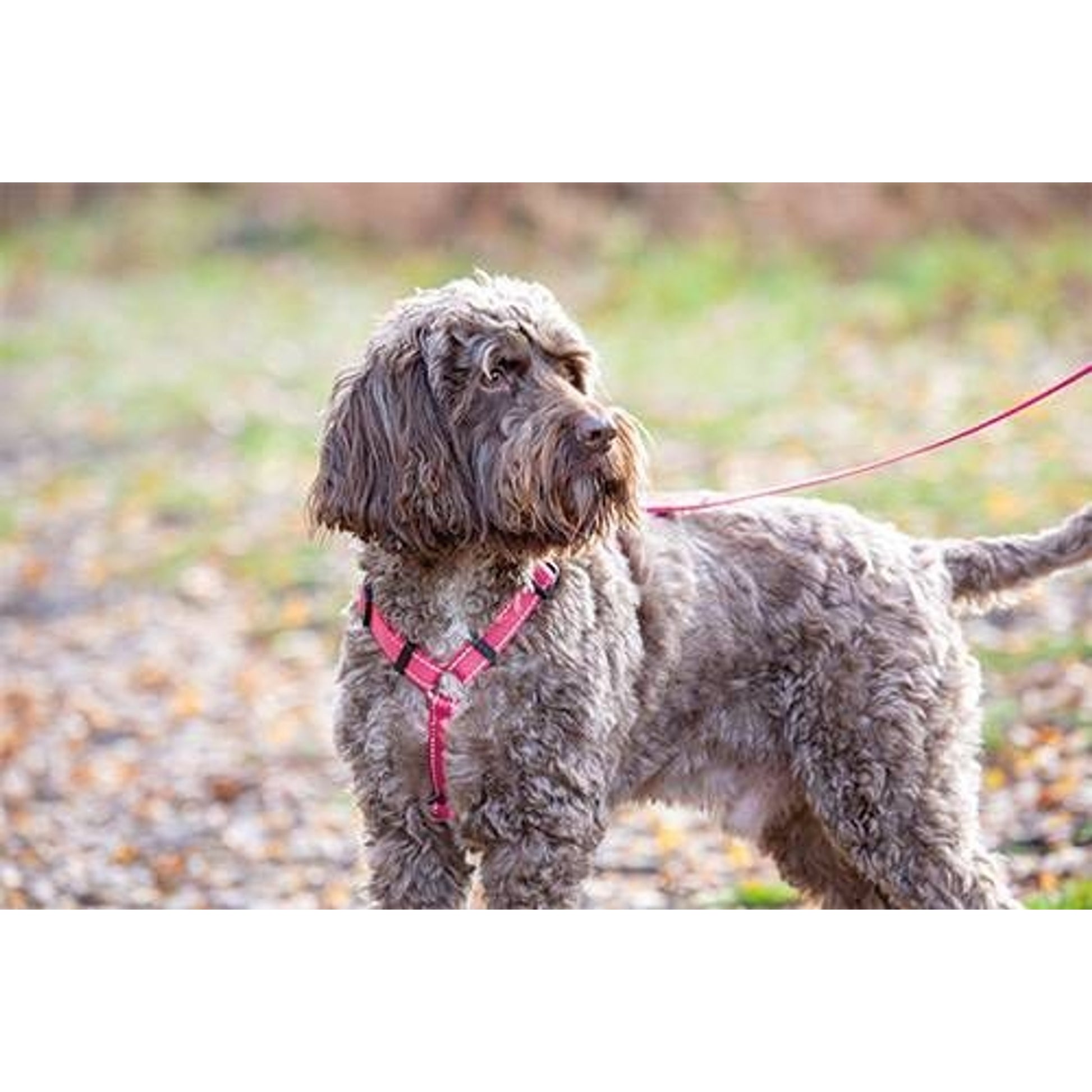 Shires Digby Fox Webbing Dog Harness