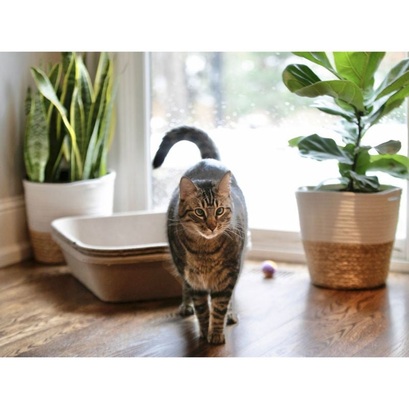 Kitty Sift Disposable Cat Litter Box 3Pk
