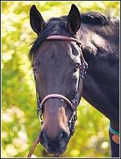 Henri De Rivel Advantage Bridle