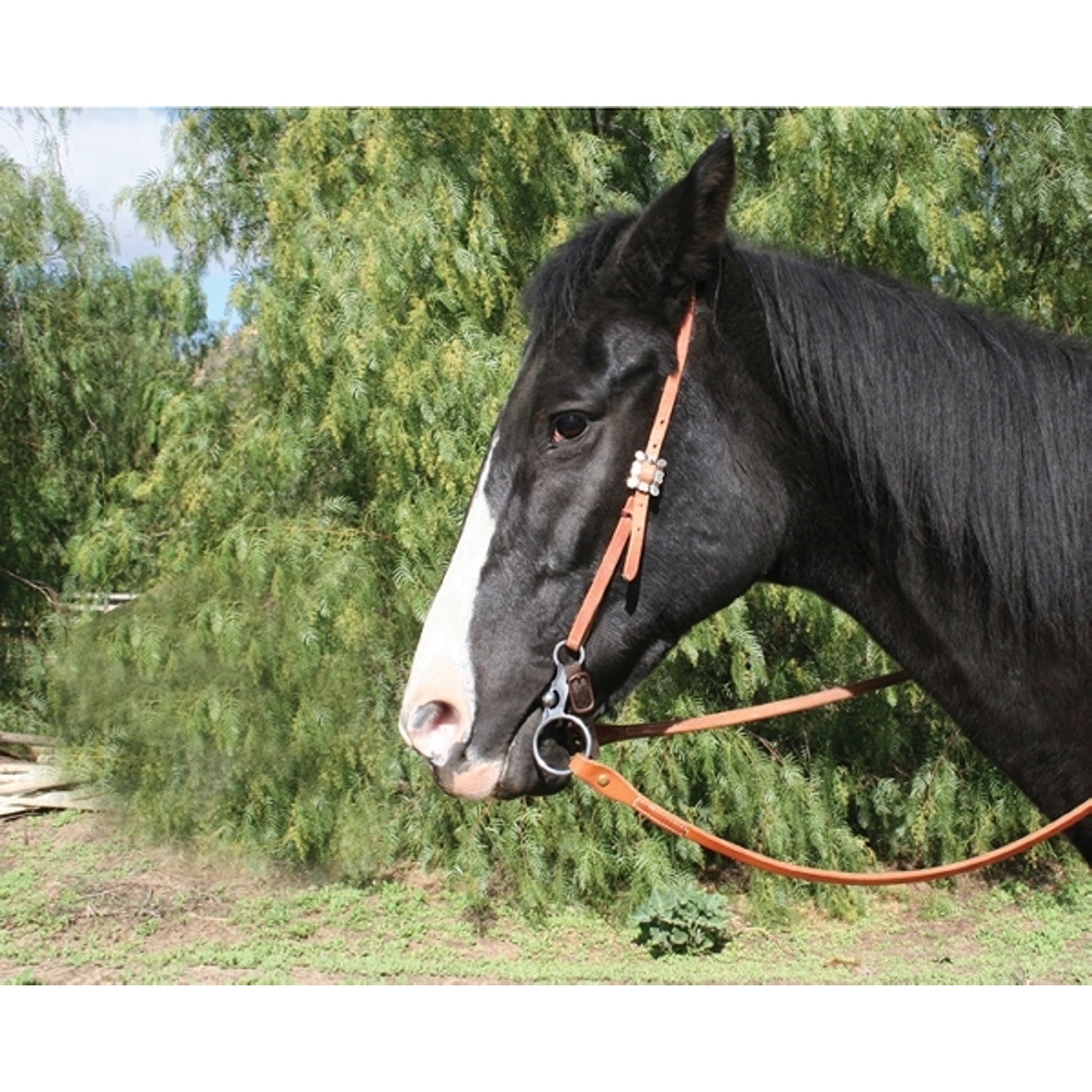 Randy Paul Correction Colt Breaker Bit