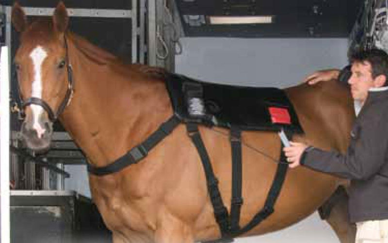Equilibrium Therapy Massage Pad
