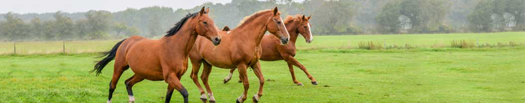 Vaccination for Adult Horses